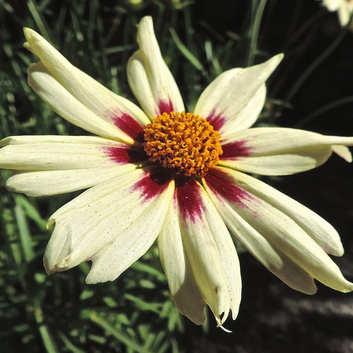 Tickseed, Lil' Bang™ Starlight Coreopsis