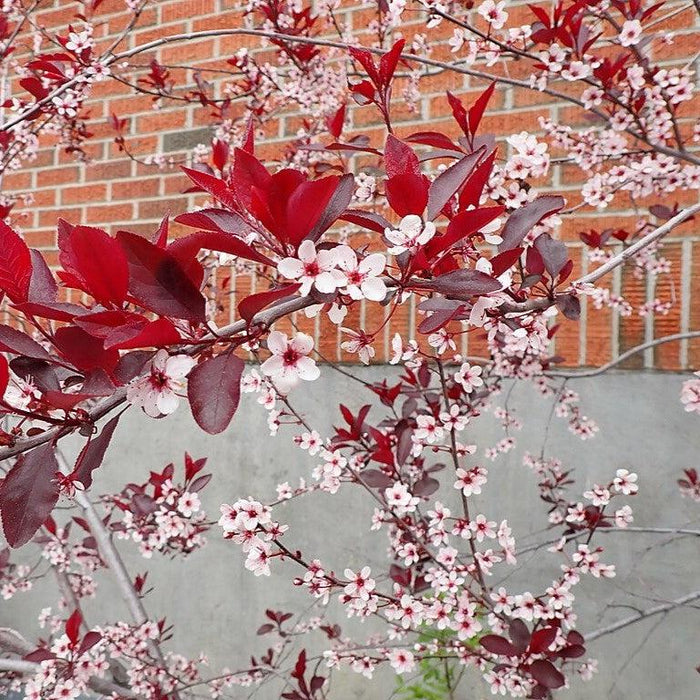 Sandcherry, Purpleleaf Sandcherry