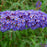 Butterfly Bush, Nanho Blue Butterfly Bush