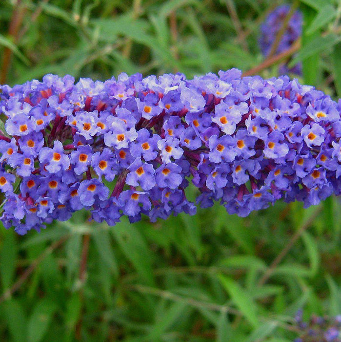 Butterfly Bush, Nanho Blue Butterfly Bush