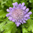 Scabiosa columbaria 'Butterfly Blue'  - Butterfly Blue Pincushion Flower