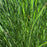 Grass, Maiden Grass