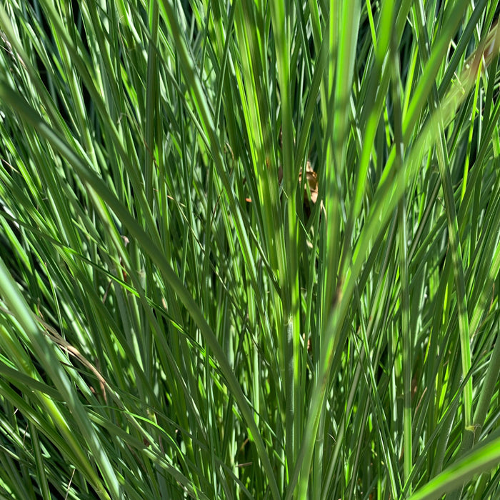 Grass, Maiden Grass