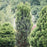 Taxus x media 'SMNTHDC'  - Stonehenge® Yew