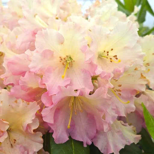 Rhododendron, Hoopla Rhododendron