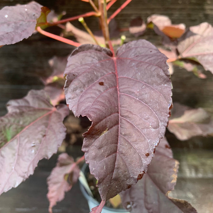 Hibiscus, Summerific® Edge of Night Hibiscus