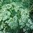 Meadow Rue, Early Meadow Rue