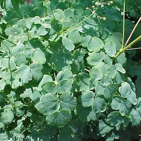 Meadow Rue, Early Meadow Rue