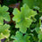 Coral Bells, Guacamole Heuchera