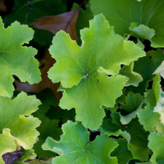 Coral Bells, Guacamole Heuchera