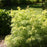 Elderberry, Lemony Lace® Elderberry