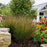 Grass, Prairie Winds® Cheyenne Sky Switch Grass