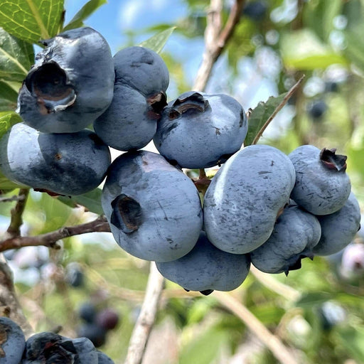 Blueberry, Chandler Blueberry