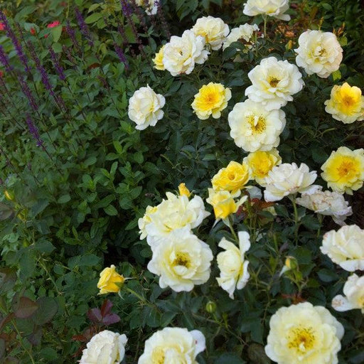 Rose, Easy Elegance® Yellow Submarine Rose