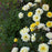 Rose, Easy Elegance® Yellow Submarine Rose