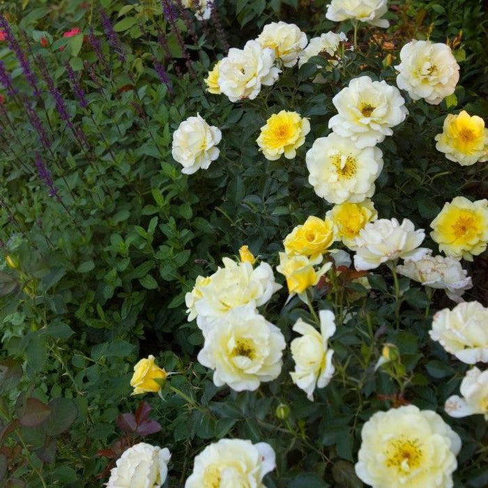 Rose, Easy Elegance® Yellow Submarine Rose