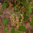 Meadow Rue, Early Meadow Rue