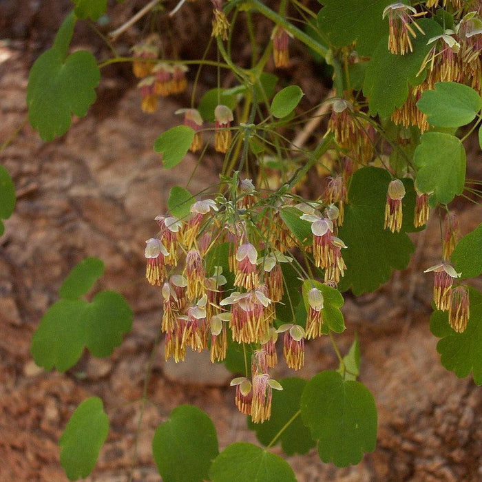 Meadow Rue, Early Meadow Rue