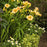 Daylily, Rainbow Rhythm® Orange Smoothie Daylily