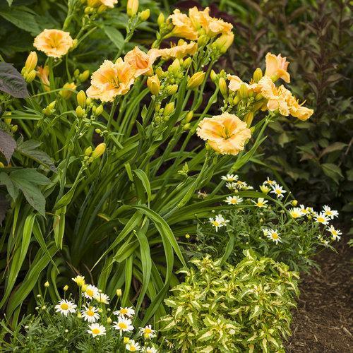 Daylily, Rainbow Rhythm® Orange Smoothie Daylily