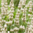 Lavender, Exceptional™ Lavender