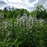 Beardtongue, White Beardtongue