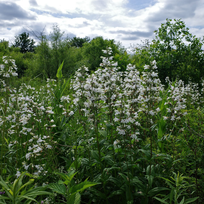 Beardtongue, White Beardtongue