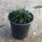 Grass, Dwarf Mondo Grass