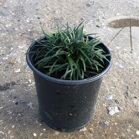 Grass, Dwarf Mondo Grass
