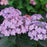 Hydrangea serrata 'SMNHSI'  - Let's Dance® Can Do!® Hydrangea