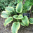 Hosta, Aureomarginata Hosta