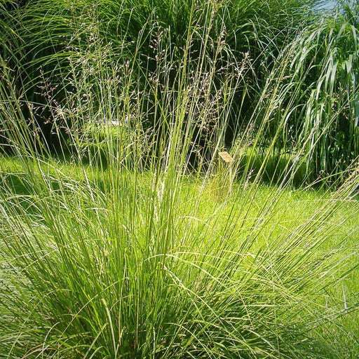 Grass, Prairie Dropseed