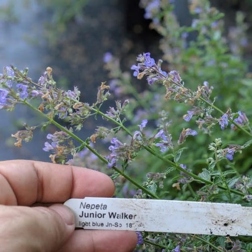 Catmint, Junior Walker™  Catmint