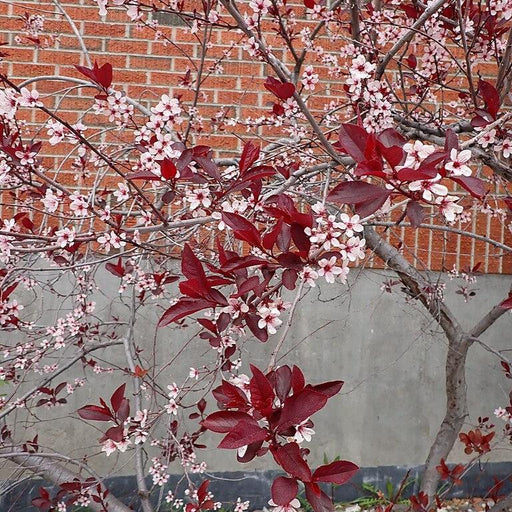 Sandcherry, Purpleleaf Sandcherry
