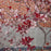 Sandcherry, Purpleleaf Sandcherry