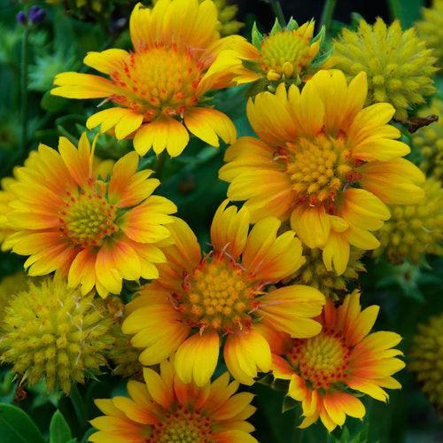 Blanket Flower, Arizona Apricot Blanket Flower