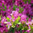Azalea, Karen Azalea