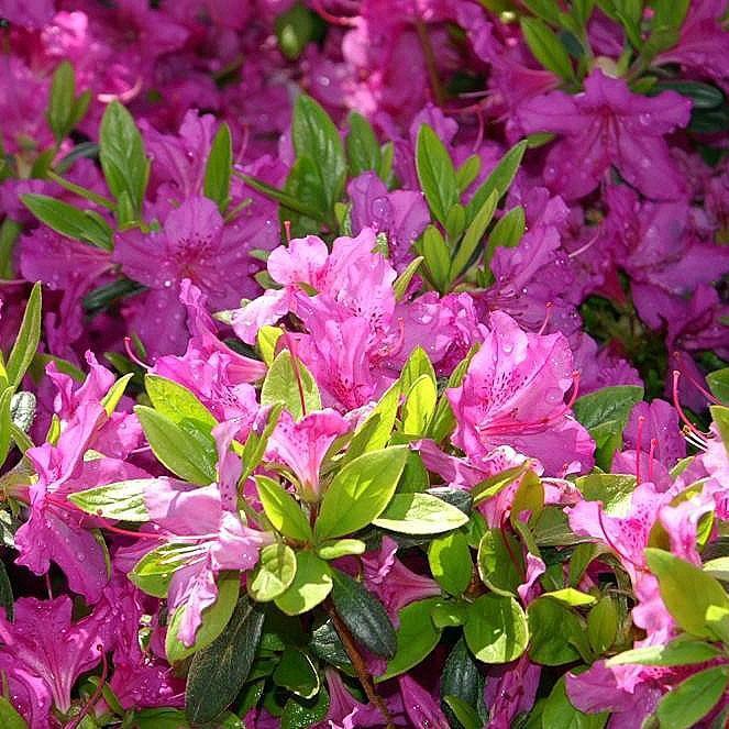 Azalea, Karen Azalea