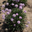 Thrift, Dreameria® Sweet Dreams Thrift