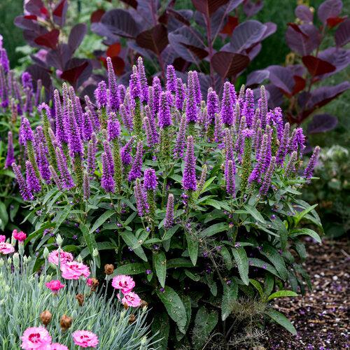 Veronica, PW® Magic Show® Purple Illusion Veronica