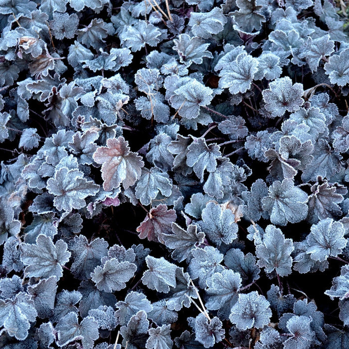 Coral Bells, CITY™ Shanghai Heuchera