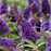 Butterfly Bush, Butterfly Candy® Li'l Grape™ Butterfly Bush
