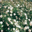 Rose, White Dawn Climbing Rose