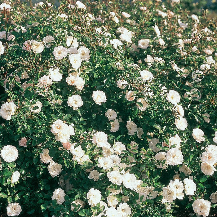 Rose, White Dawn Climbing Rose