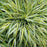 Grass, Golden Japanese Forest Grass, Hakone Grass