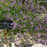 Lavender, Grosso Lavender