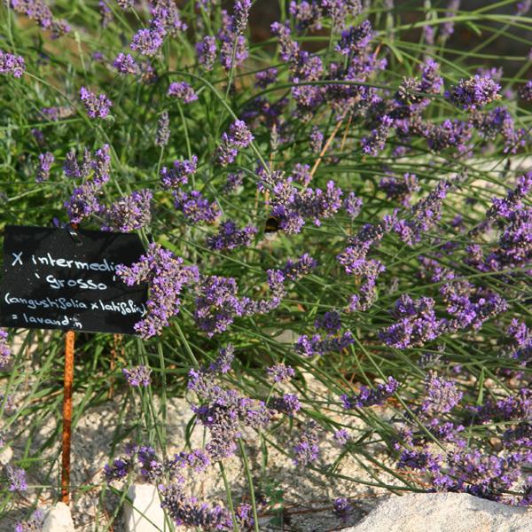 Lavender, Grosso Lavender