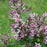 Lilac, Baby Kim® Lilac