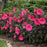 Hibiscus, Summerific® Evening Rose Hibiscus