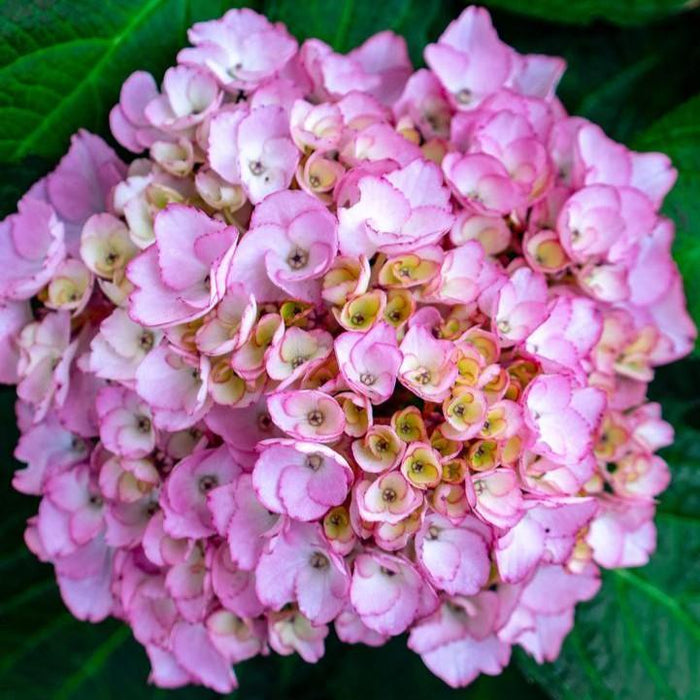 Hydrangea, Bloomin' Easy® Soul Mate™ Hydrangea